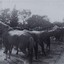 Horses tied and hobbled in long line.