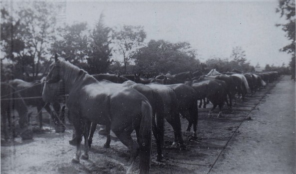 Horses tied and hobbled in long line.