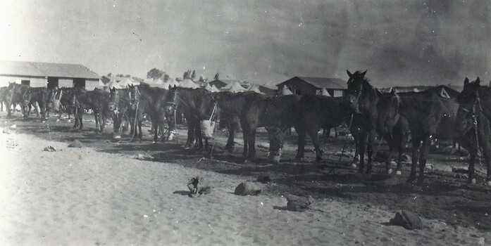 Line of horses hobbled in camp