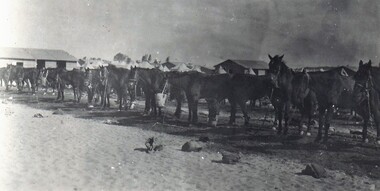 Line of horses hobbled in camp