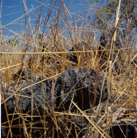Photograph