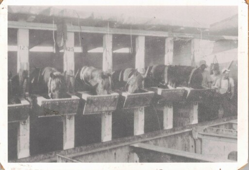 horses in stalls onboard ship