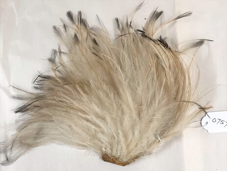 A bunch of bird feathers
