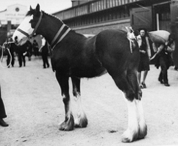 Photograph - Photograph of John Glen's horse