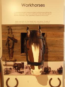 Display signboard about 'Workhorses' with 3D horse head model, bridle, horseshoes and photographs of working horses at Ziebell's Farmhouse.