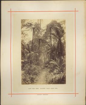Giant fern trees: Splitters' Track, Black Spur / [by] Nicholas Caire, circa 1876
