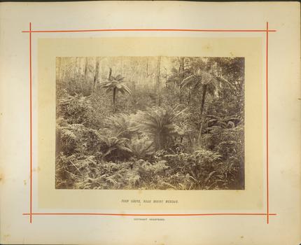 Fern Grove, near Mount Munday / [by] Nicholas Caire, circa 1876