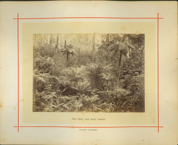 Fern Grove, near Mount Munday / [by] Nicholas Caire, circa 1876