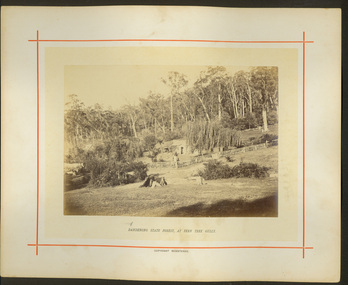 Dandenong State Forest, at Fern Tree Gully / [by] Nicholas Caire, circa 1876