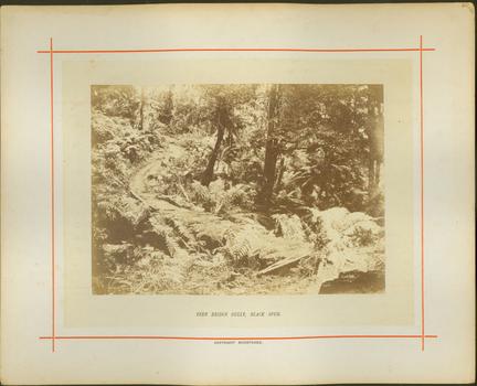 Fern Bridge Gully, Black Spur / [by] Nicholas Caire, circa 1876