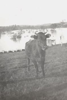 Cattle in North Kew floods, 1934