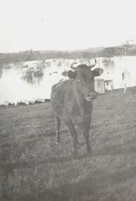 Cattle in North Kew floods, 1934