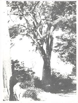 'Canoe Tree', Bowyer Avenue, Kew
