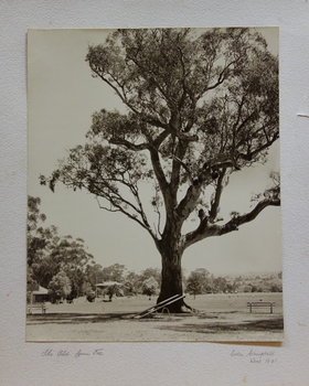 The Old Gum Tree