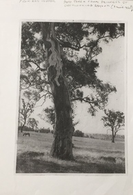 Grounds of Kew Hospital for the Insane, circa 1920s