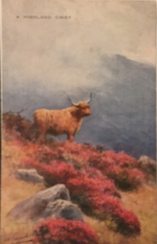 A Highland Chief