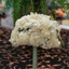 Silk & Velvet on Net Floral Hat