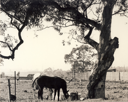 Hays Paddock, Kew East