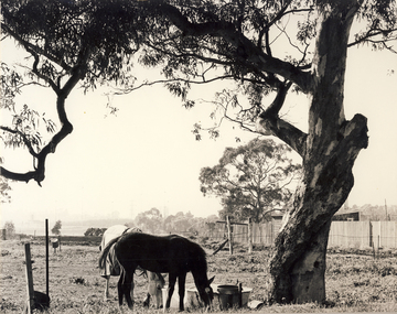 Hays Paddock, Kew East
