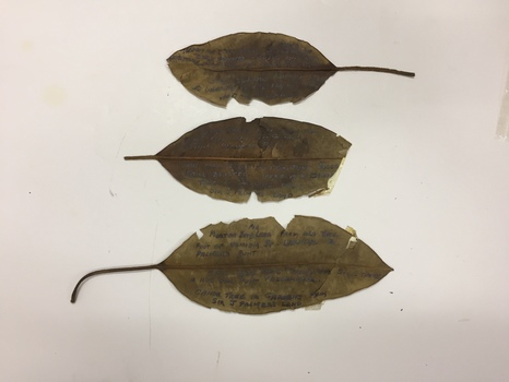 Inscribed Moreton Bay Fig Leaves, Hawthorn (Vic)