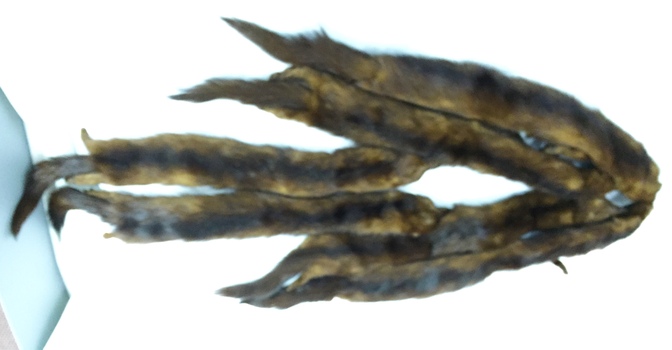 Six Full Body Brown Fur Stole