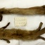 Two Full Body Marten Fur Collars