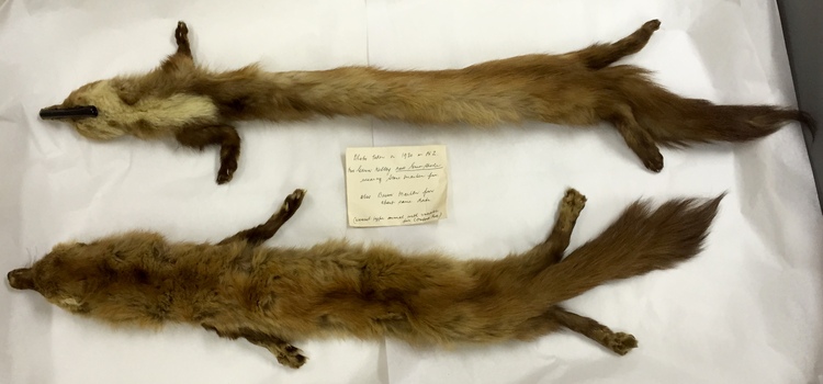 Two Full Body Marten Fur Collars