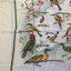 Australian Birds