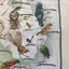 Birds of Australia