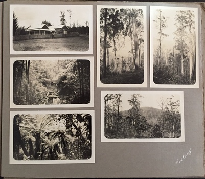 Photo Album - Page 39 - 'Toolangi'