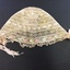 Accessory: Baby's bonnet