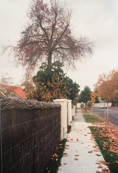 Carson Street, Kew