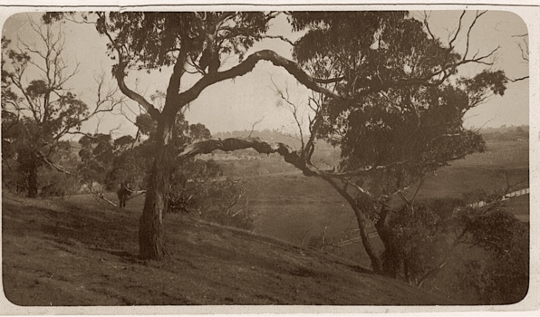 Studley Park