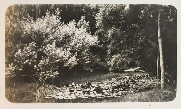 Waterlilies at Macauley's Boat Sheds