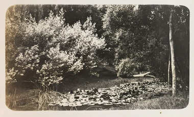 Waterlilies at Macauley's Boat Sheds