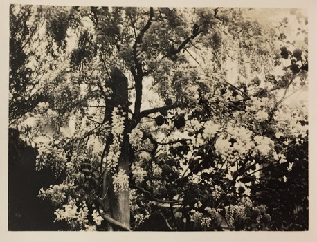 Tree in flower beside the Yarra River at Kew