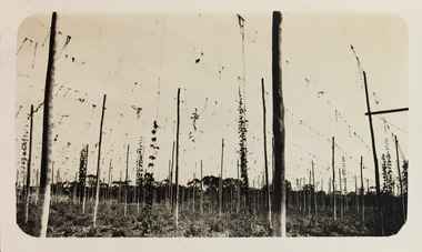 Farming hops near the Yarra at Kew