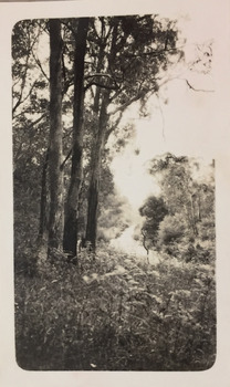 Rural landscape