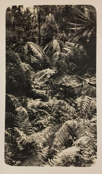 Tree ferns at Marysville