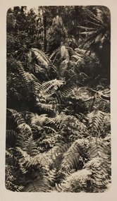 Tree ferns at Marysville