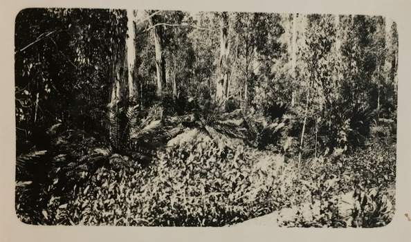 Bush at Marysville