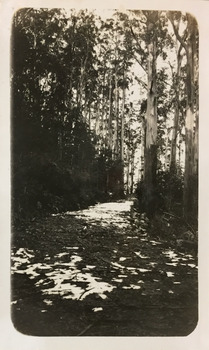 Bush road