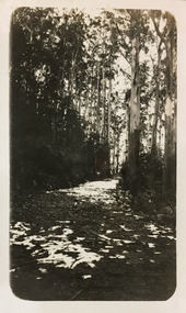 Bush road