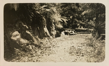 Bush track