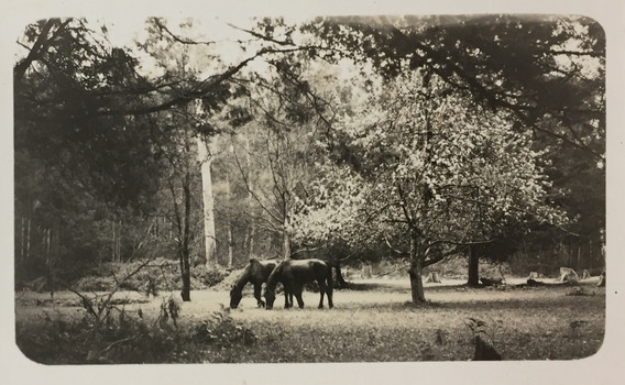 Horses grazing near Cockatoo