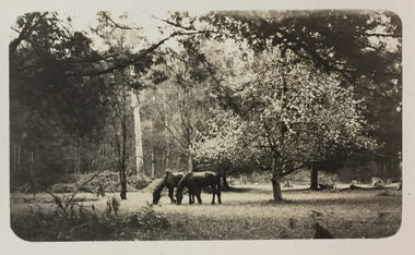 Horses grazing near Cockatoo