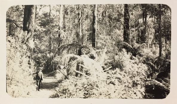 Bush track near Cockatoo