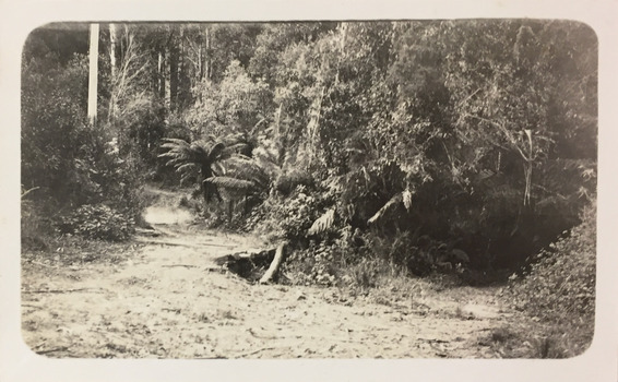 Bush track near Cockatoo