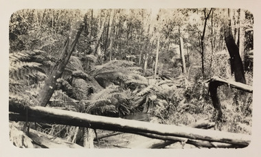 Creek near Cockatoo