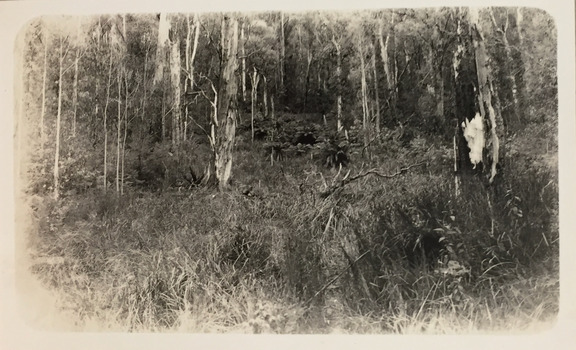 Stand of Mountain Ash and tree ferns between Glen Wills and Lightning Creek